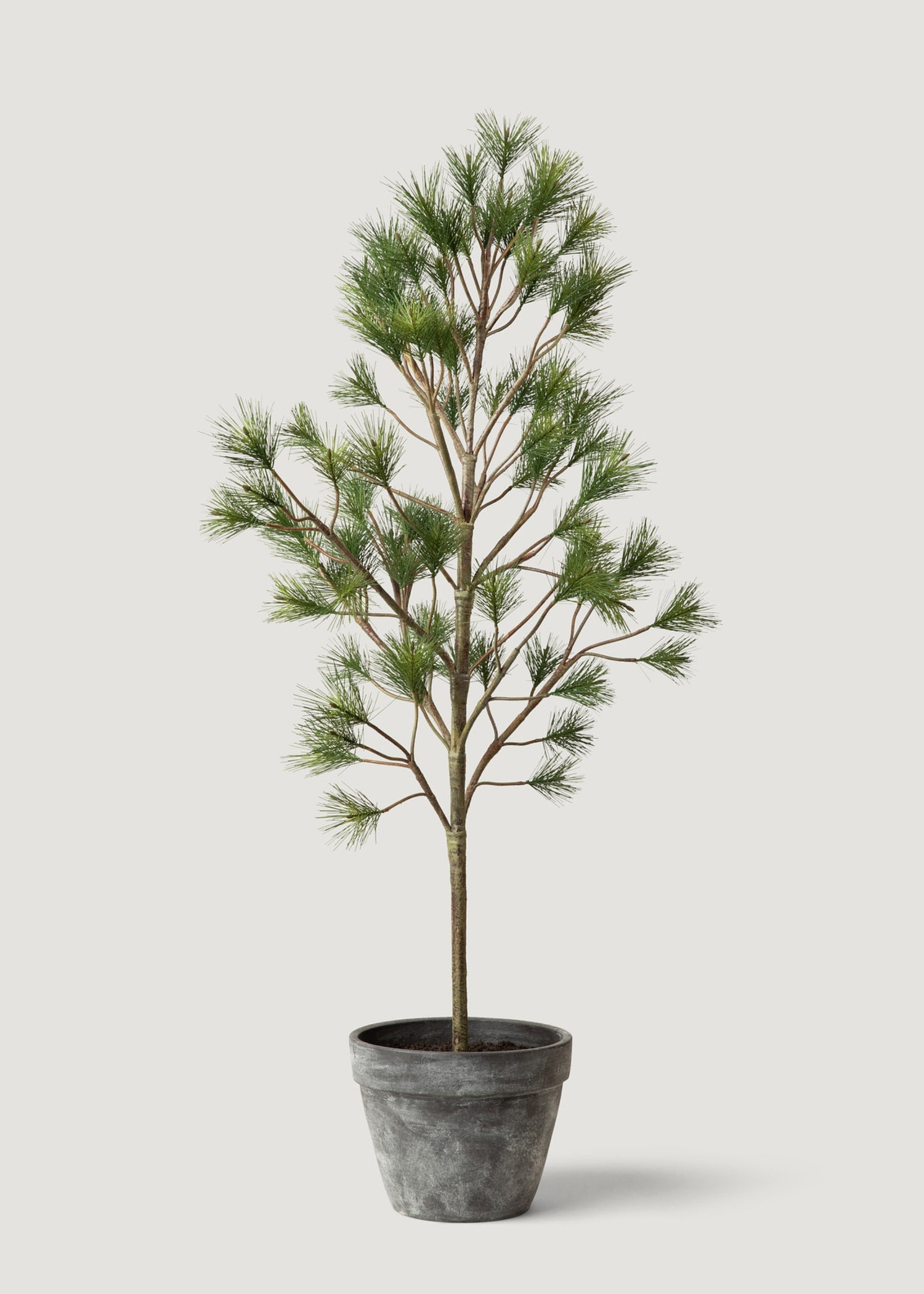 Potted Little Christmas Tree