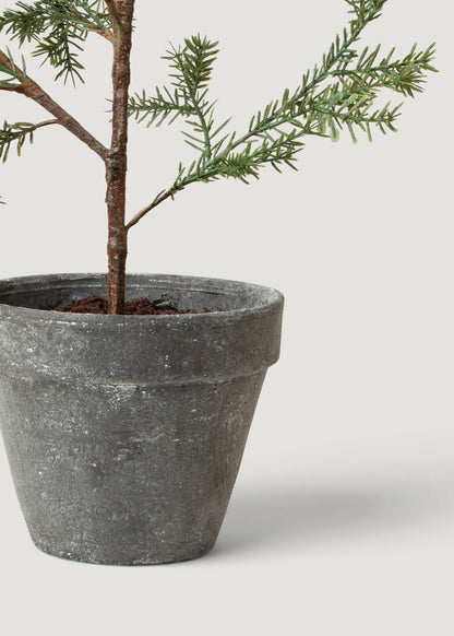 Young Pine Tree in a Pot