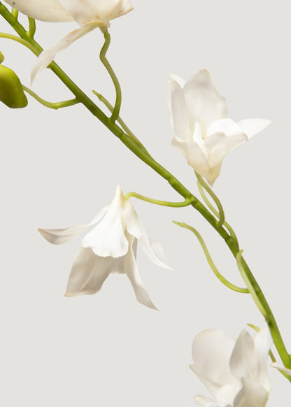 Close-up of Cream Dendrobium Orchid 