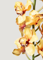 Close-up of Faux Cymbidium Orchid