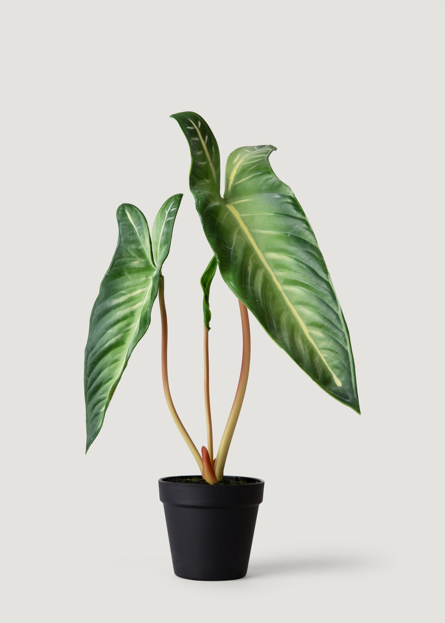 Alocasia Fake Plant