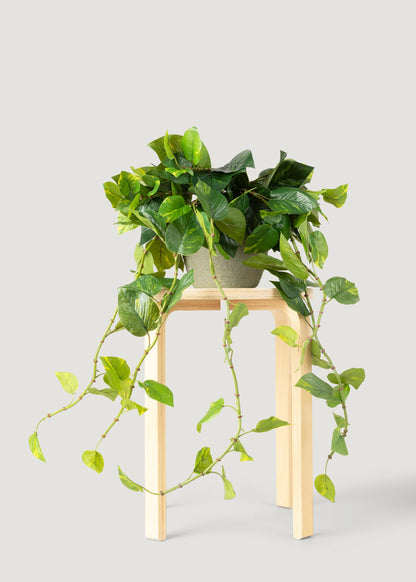 Fake Pothos Plant