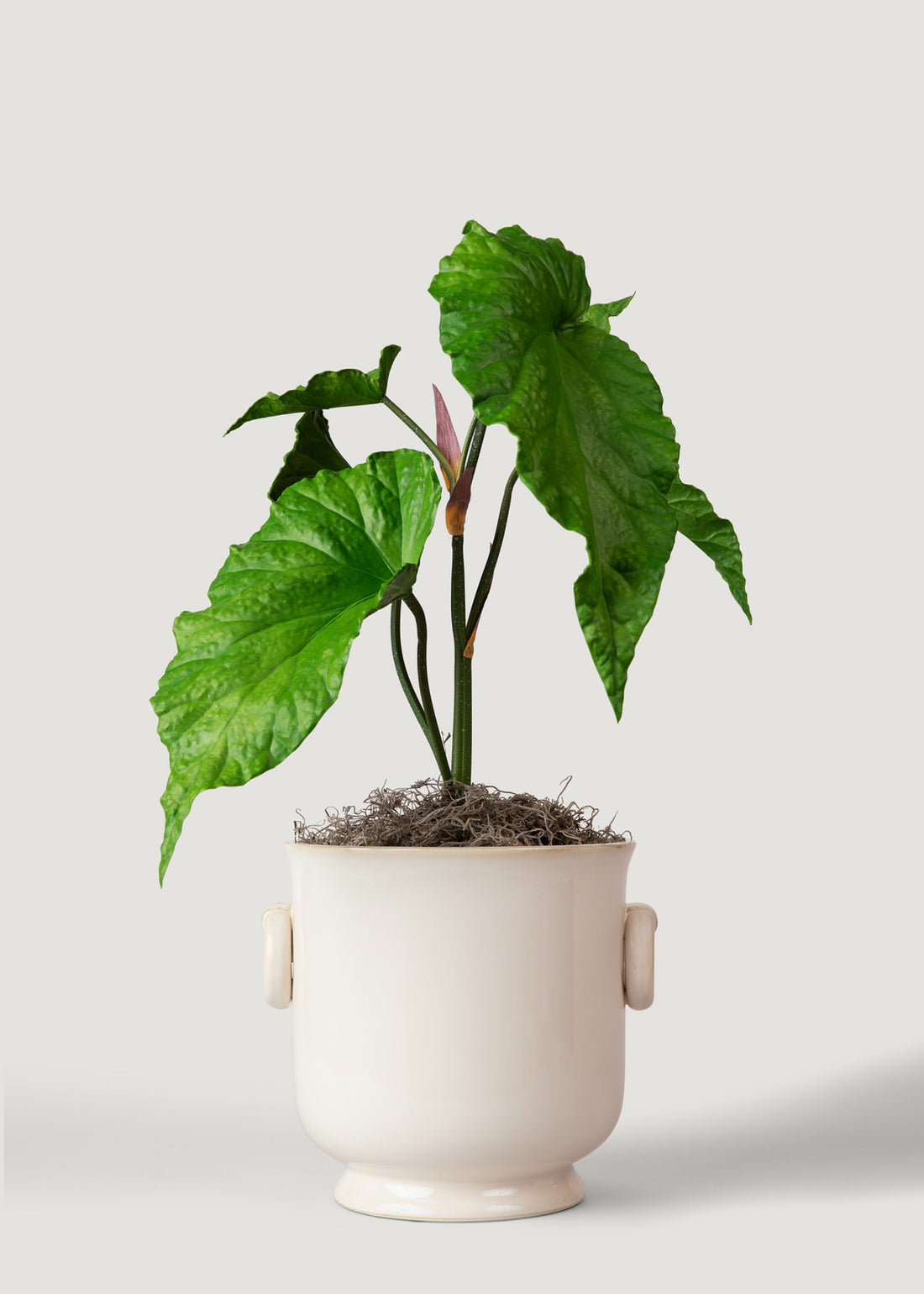 Faux Alocasia in Cache Pot