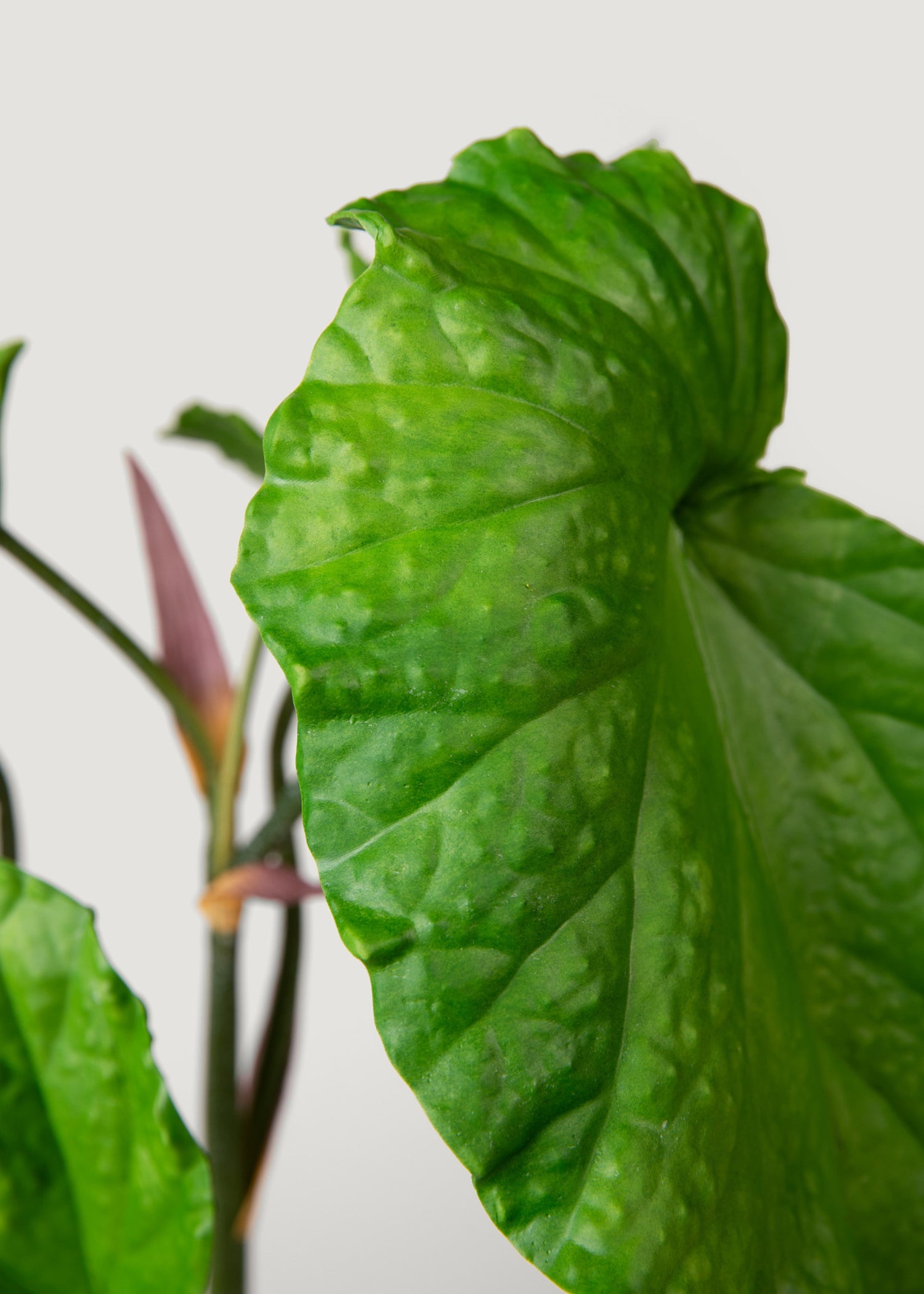 Fake Alocasia Leaves