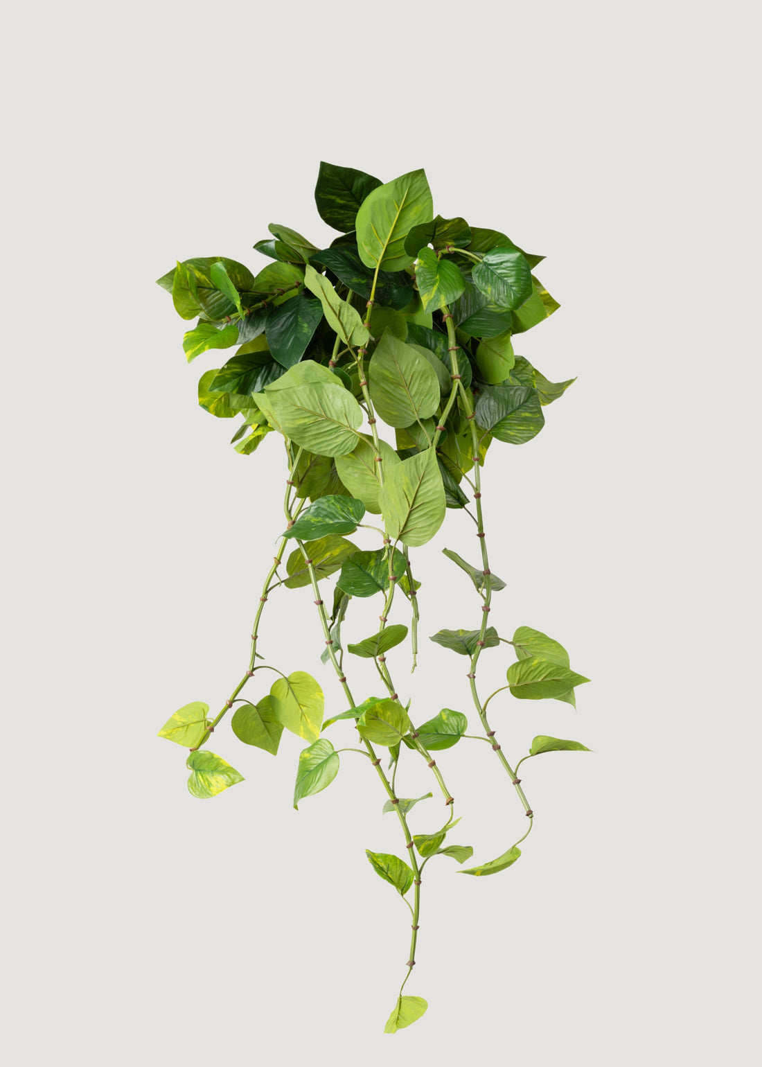 Natural Touch Pothos 