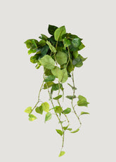 Natural Touch Pothos 