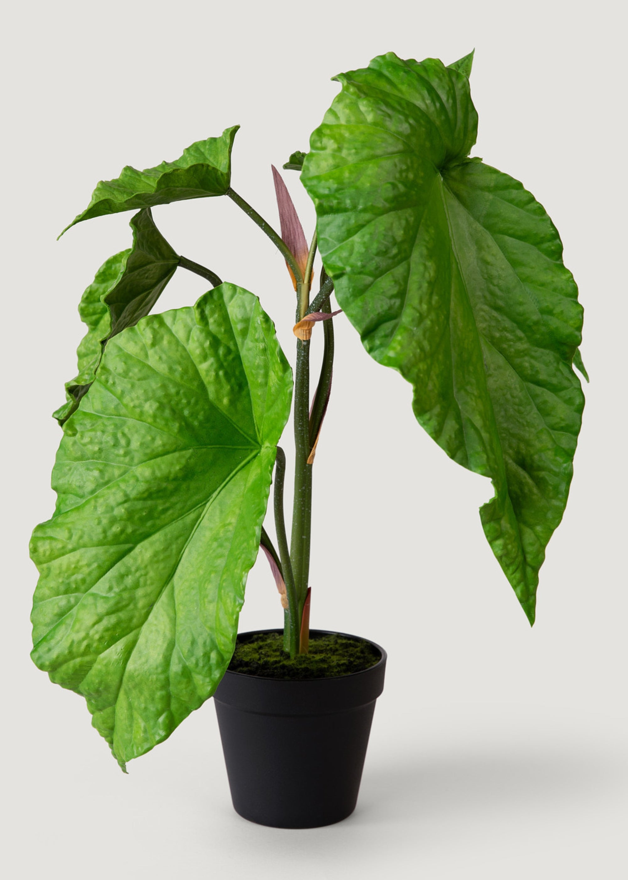 Fake Alocasia Potted Plant 