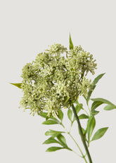 Closeup of Artificial Blooming Queen Annes Lace