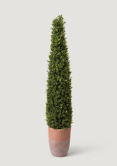 Faux Indoor/Covered Outdoor Boxwood Topiary Tree in Terra Cotta Pot at Afloral