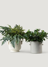 Artificial Fern and Privet Leaf Plants at Afloral