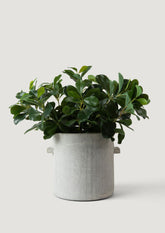 Serax Concrete Pot Styled with Faux Wax Privet Plant