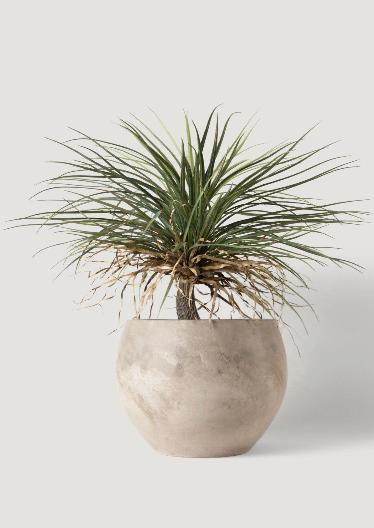 Luxe Fake Plants at Afloral Artificial Potted Palm Tree in Cement Planter