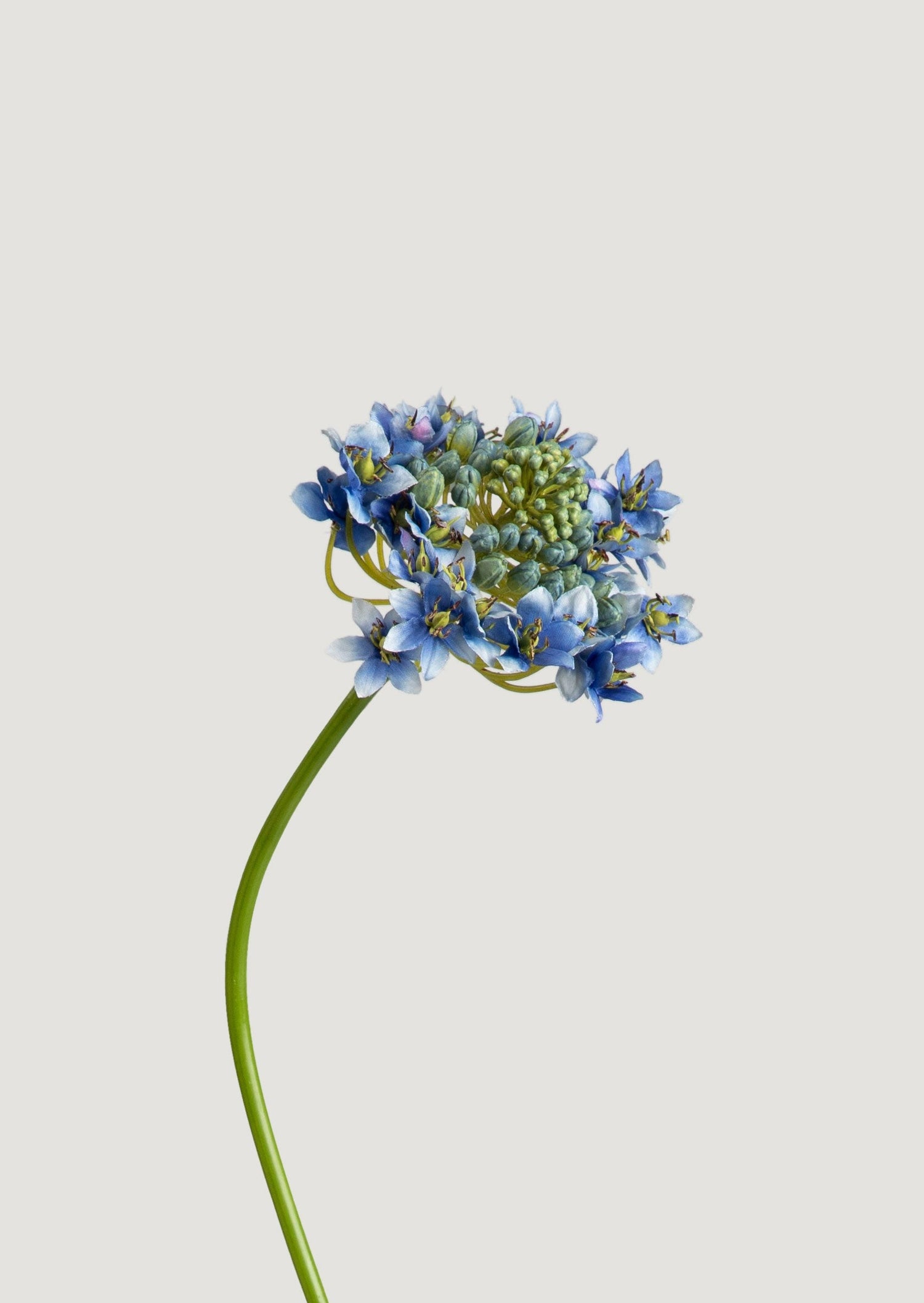 Close-up of faux Agapanthus flower