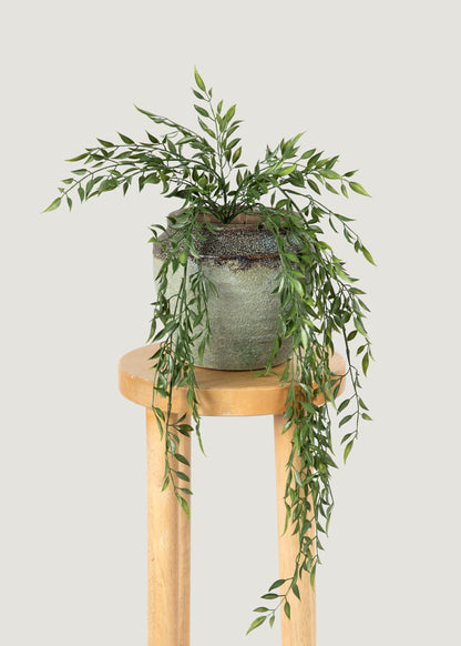 Hanging Ruscus in an Earthy Pot