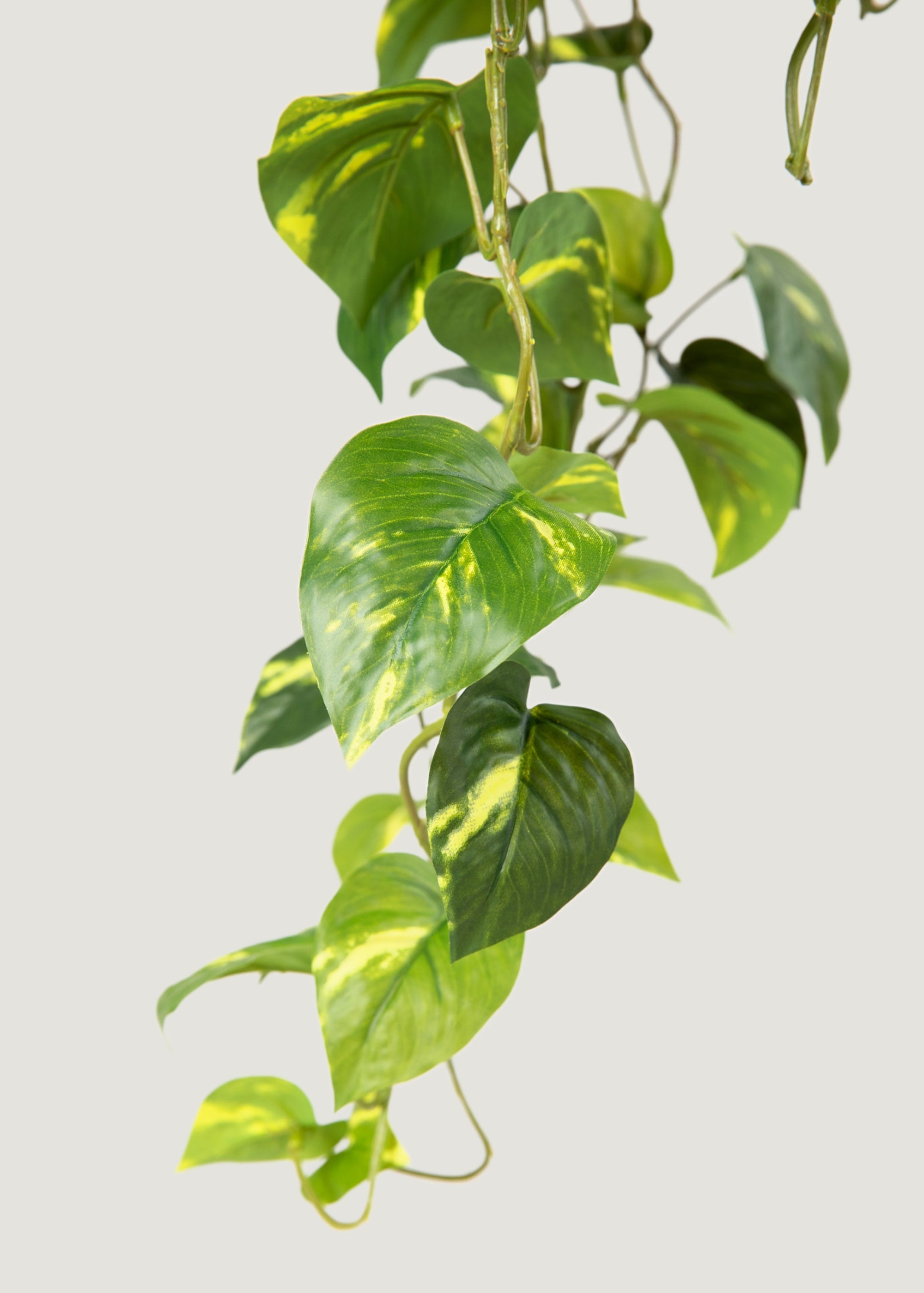 Fake Pothos Leaves