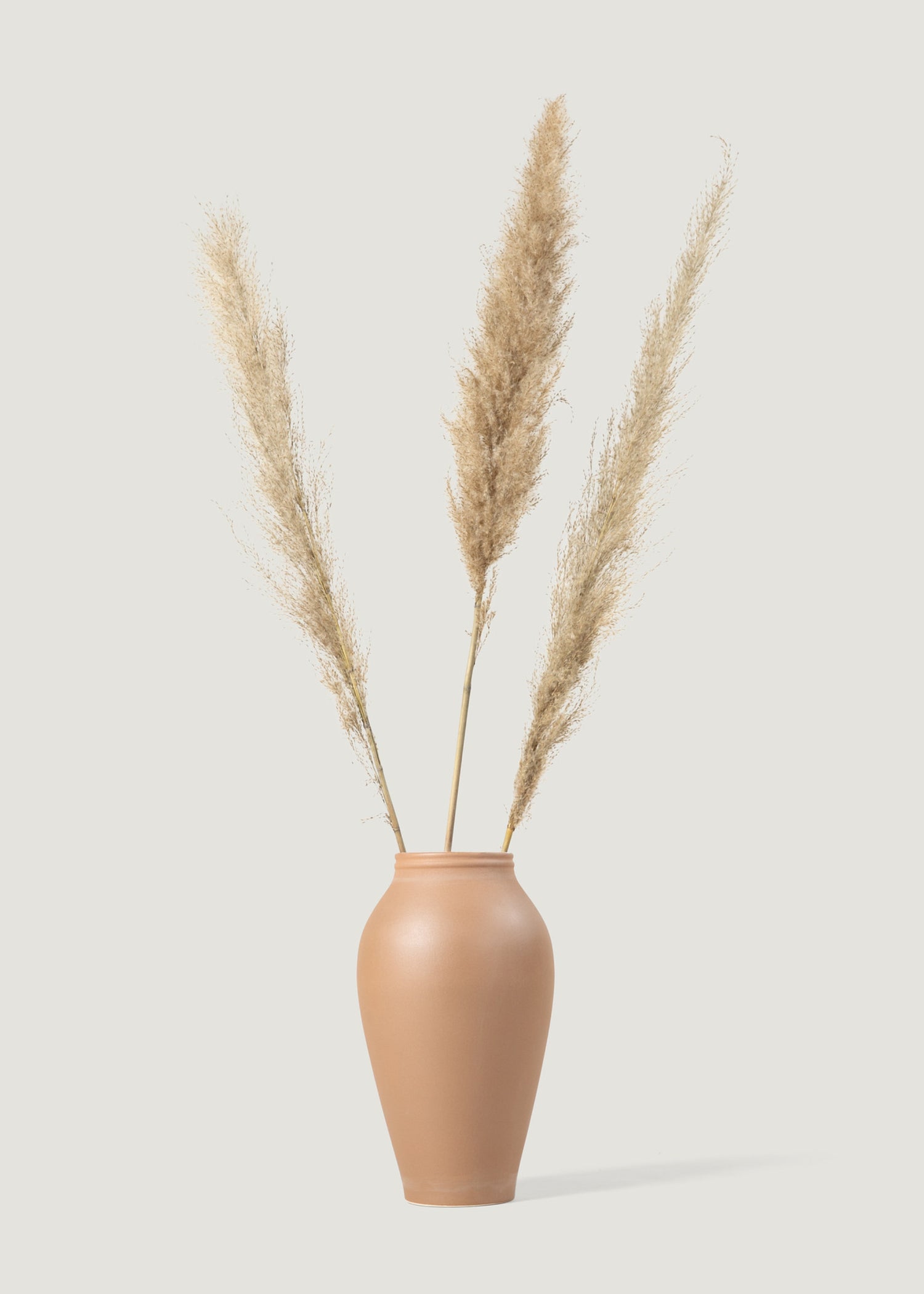 Natural Pampas Grass