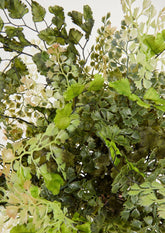 Artificial Maidenhair Fern Closeup