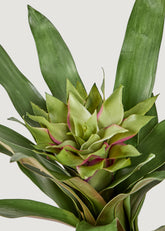 Realistic Fake Tropical Leaves in Bromeliad Plant
