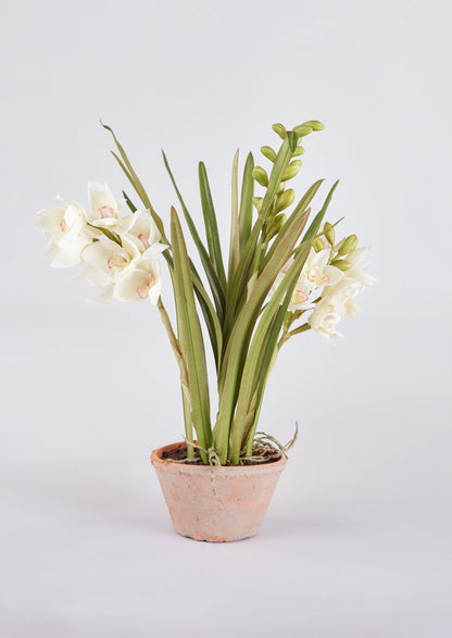 Afloral Artificial Arrangement of Potted Cymbidium Orchids