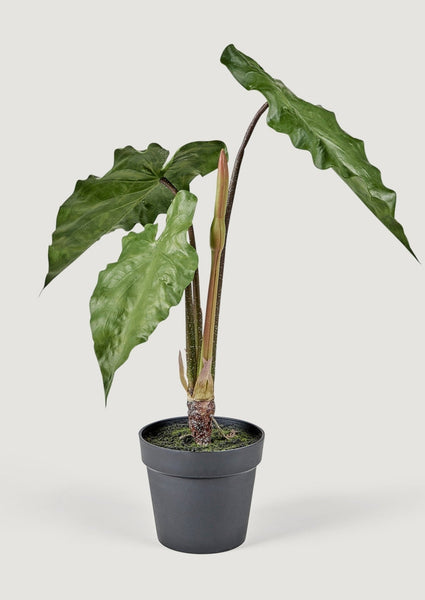 Alocasia Golden Bone buy 3-5 Leaves House Plant Aroid Tropical Indoor Outdoor DHL Express Free Phytosanitary Certificate