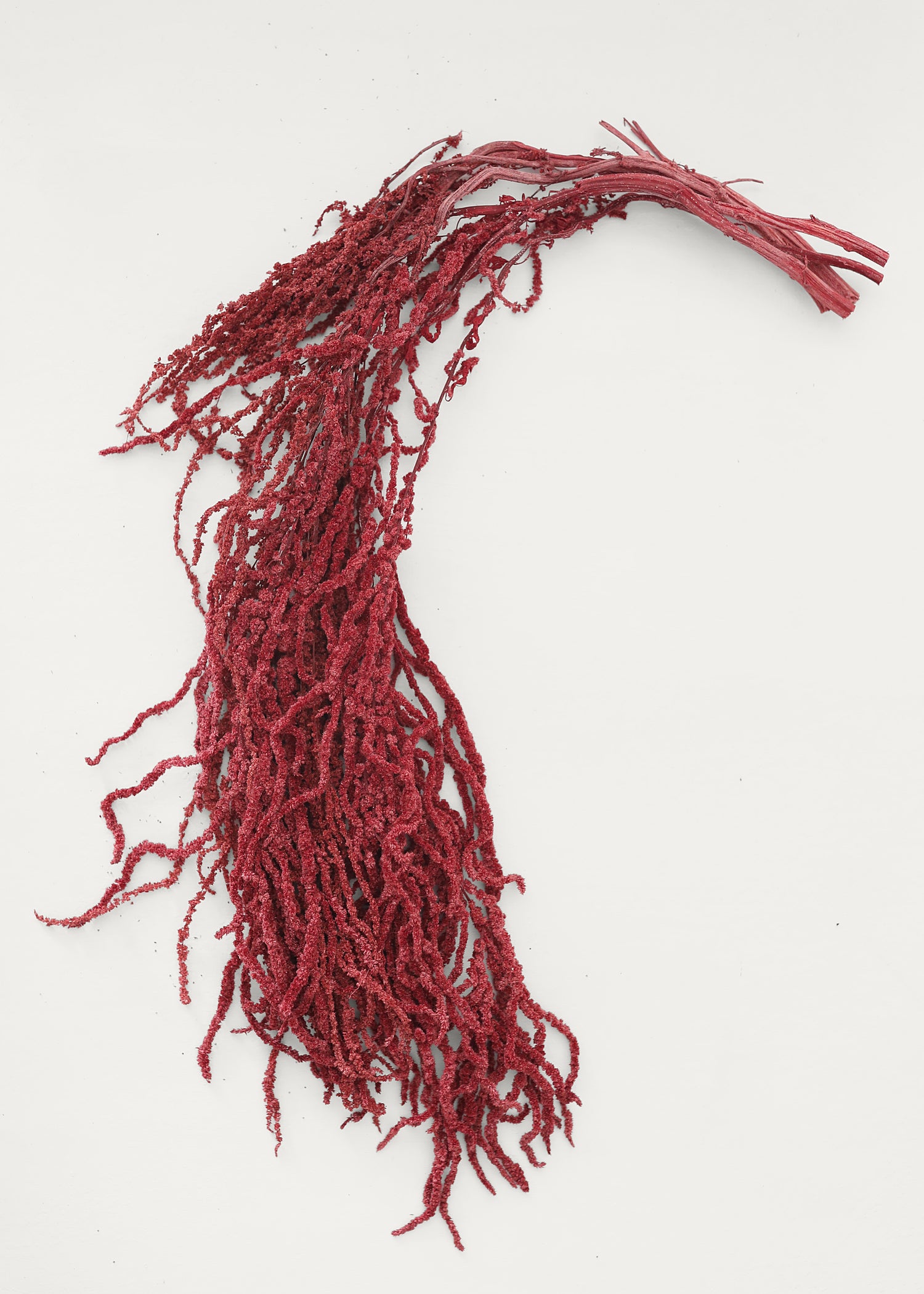 Burgundy Dried Hanging Amaranthus