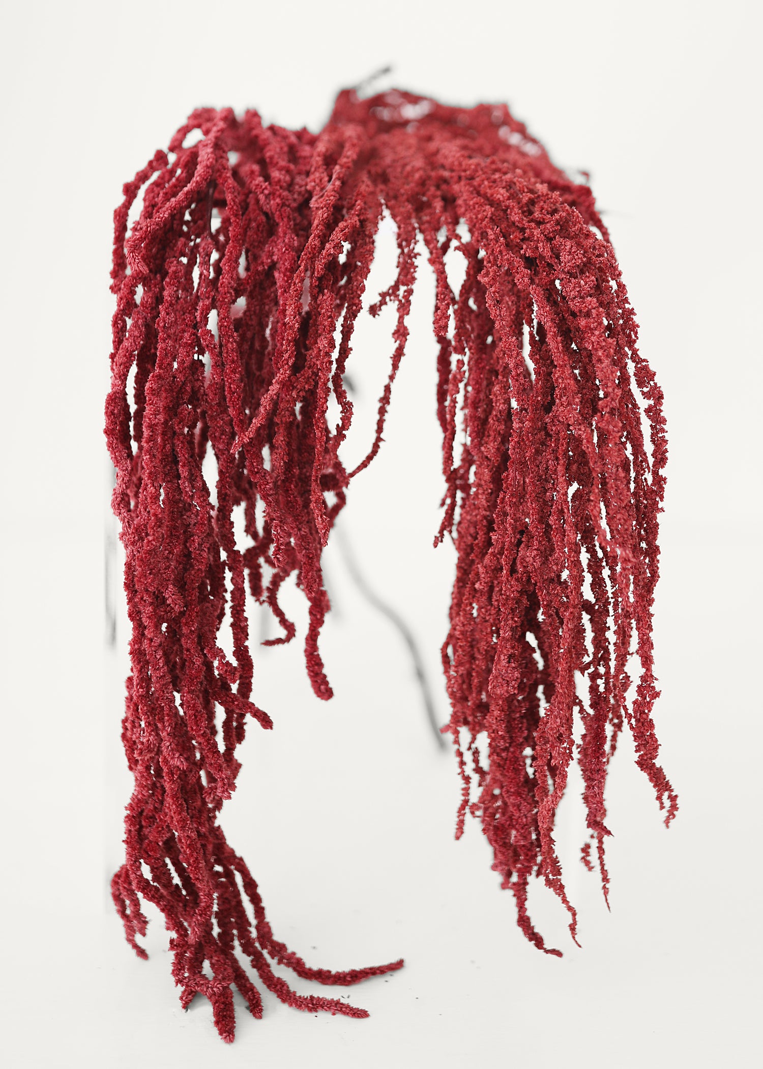 Dried Hanging Amaranthus in Burgundy 