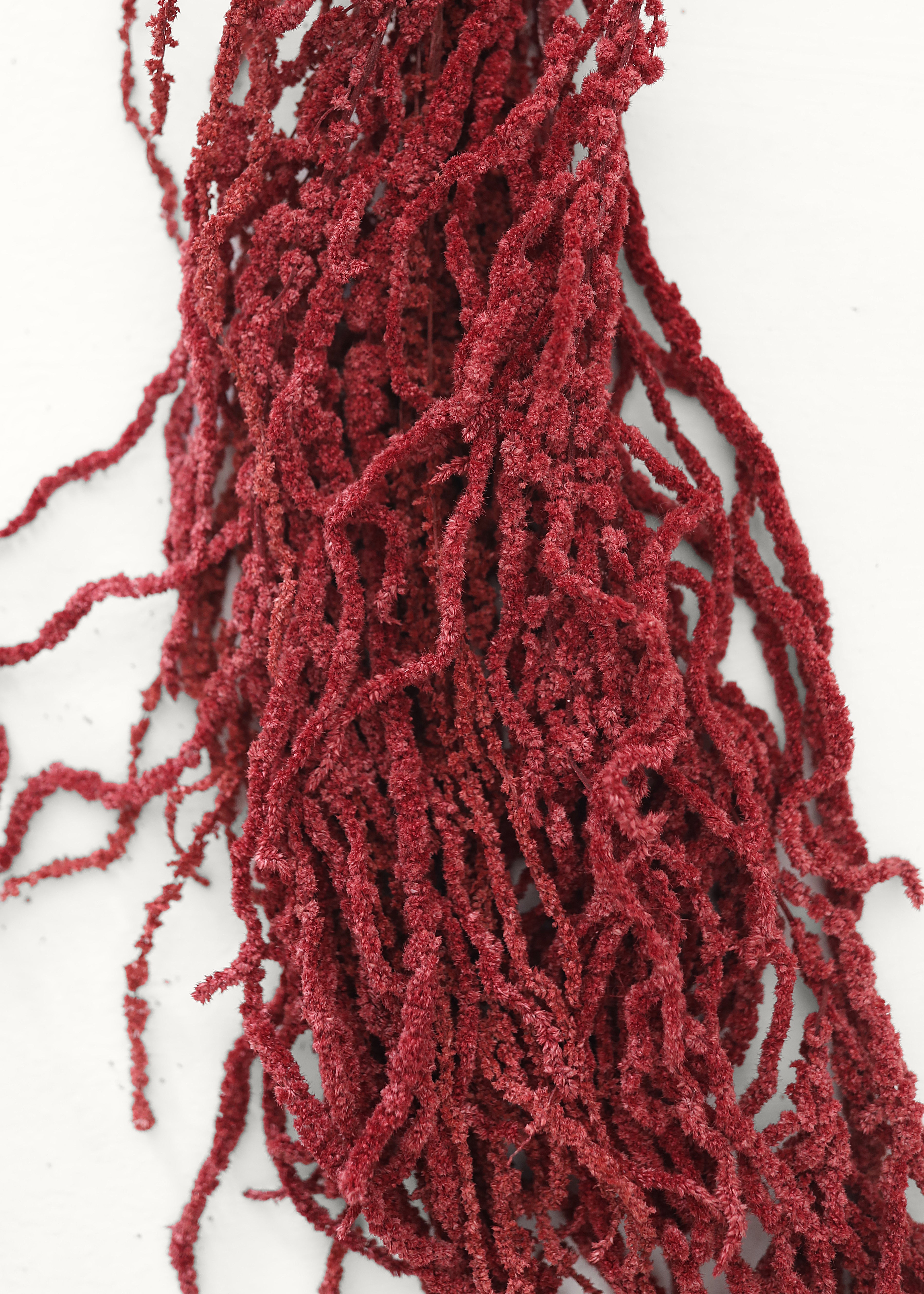 Amaranthus in Burgundy Red