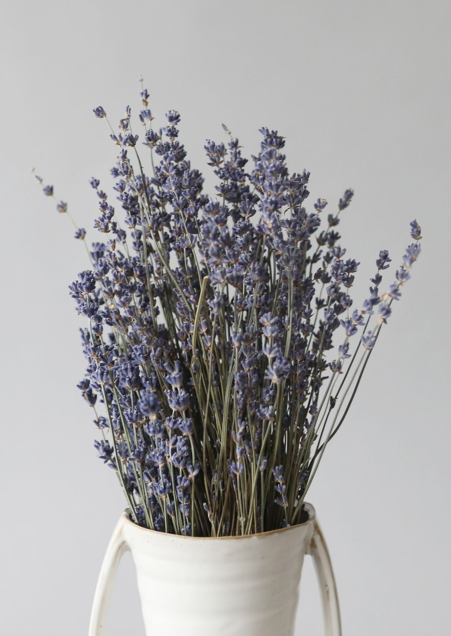 Fragrant Dried Lavender