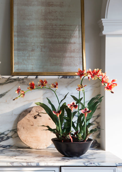 Potted Orchid Arrangement on Kitchen Counter