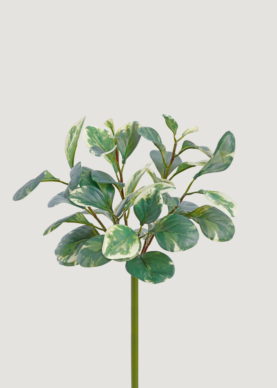 Small Artificial Peperomia Plant
