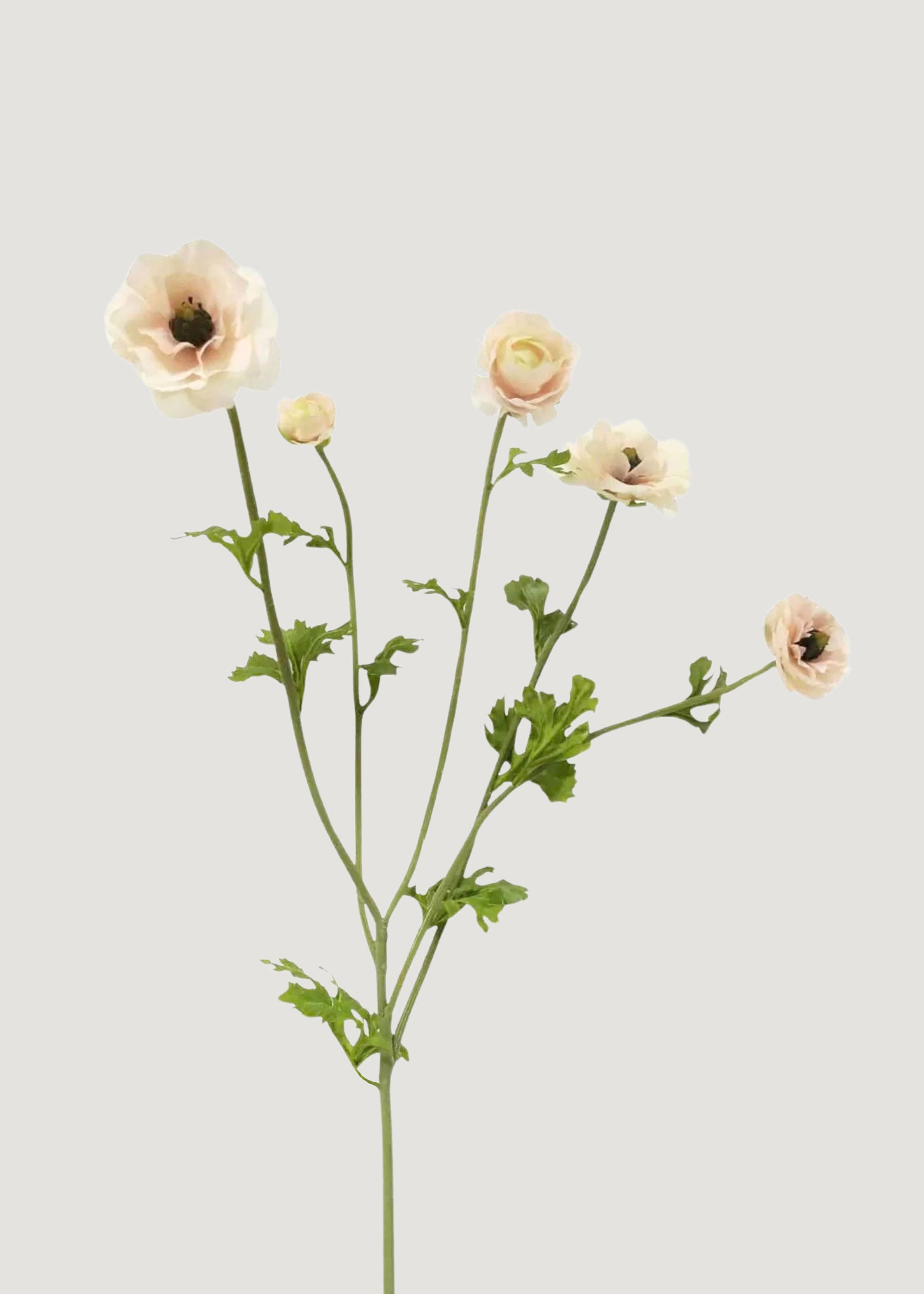 Faux Ranunculus in Light Cream