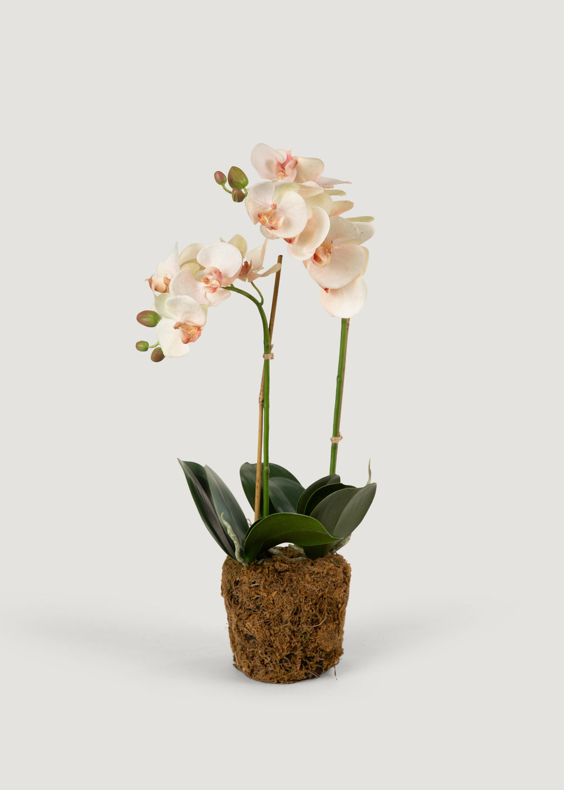 Faux Blush Phalaenopsis Orchid Drop-In Plant