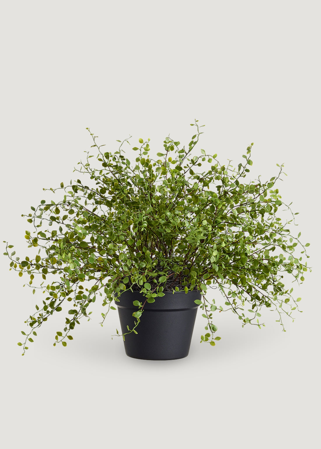 Faux Maidenhair Potted Plant