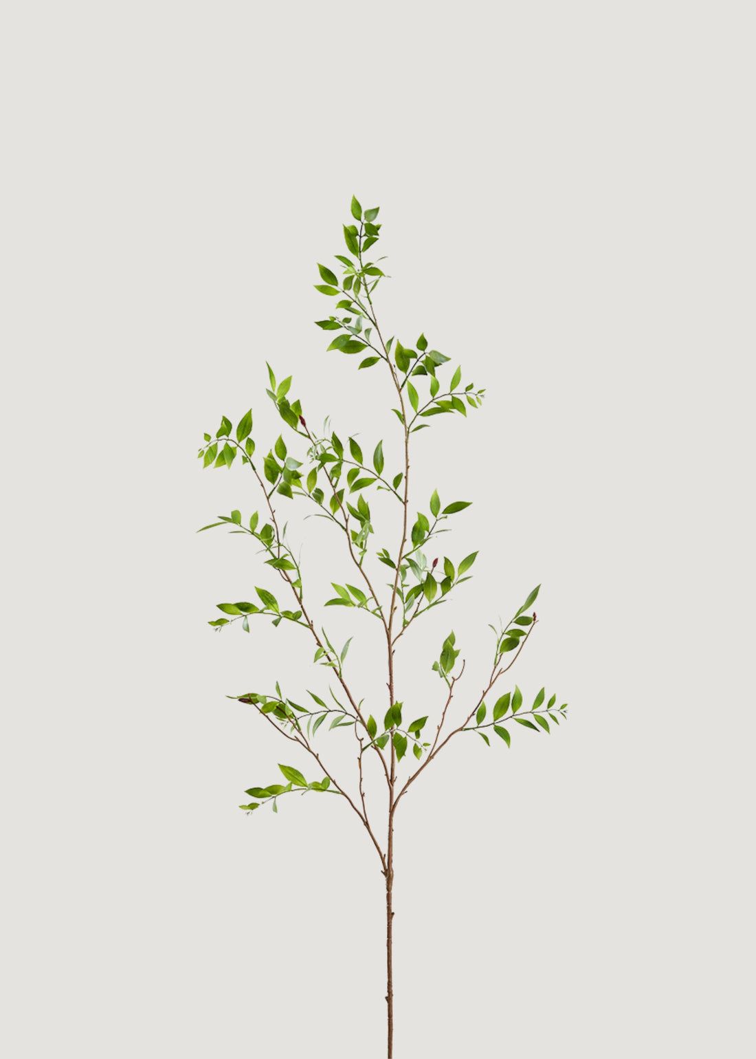 Faux Broadleaf Podocarpus Branch