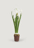 Spring Paperwhite Drop-In Plant