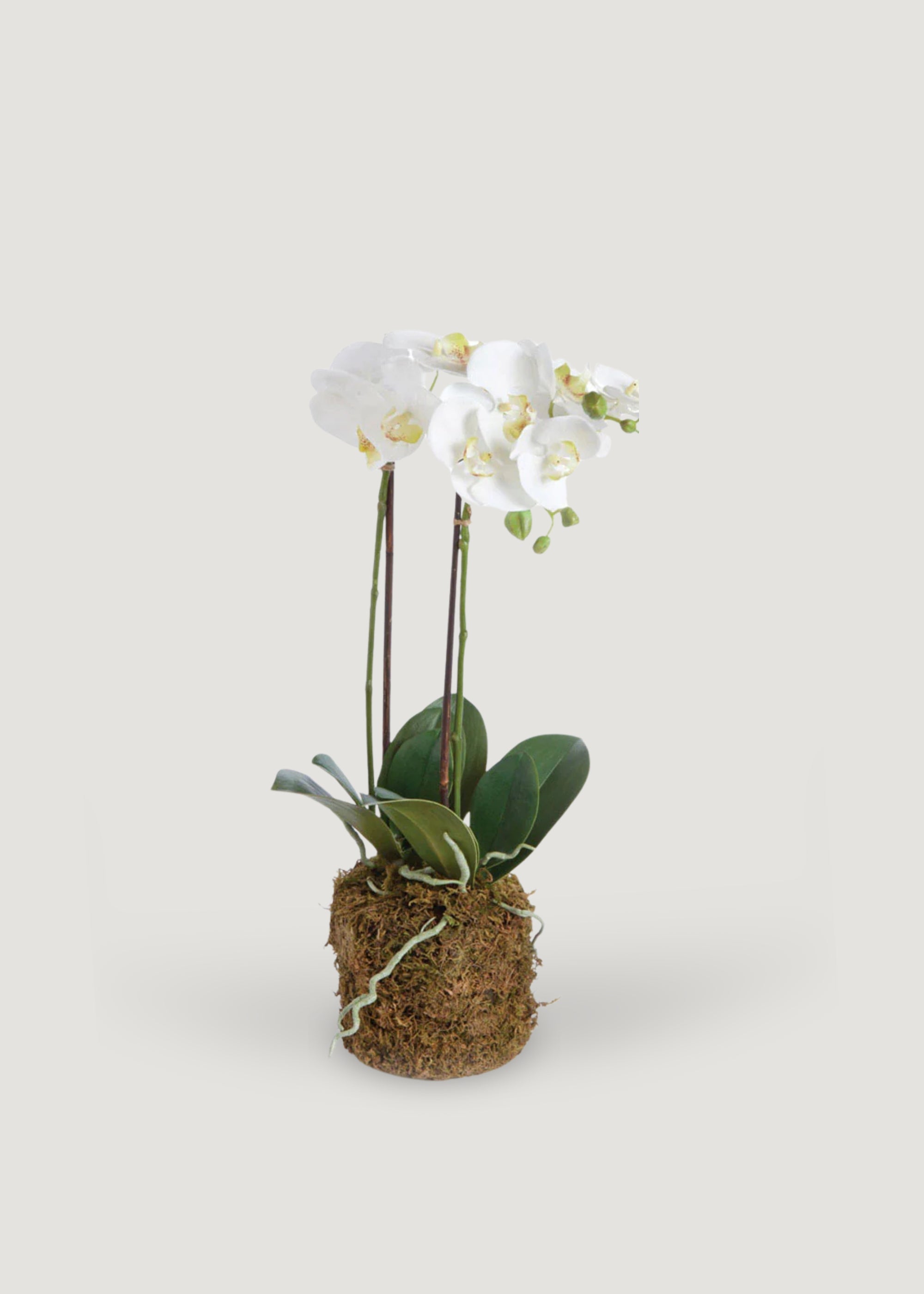 Artificial Phalaenopsis Orchid