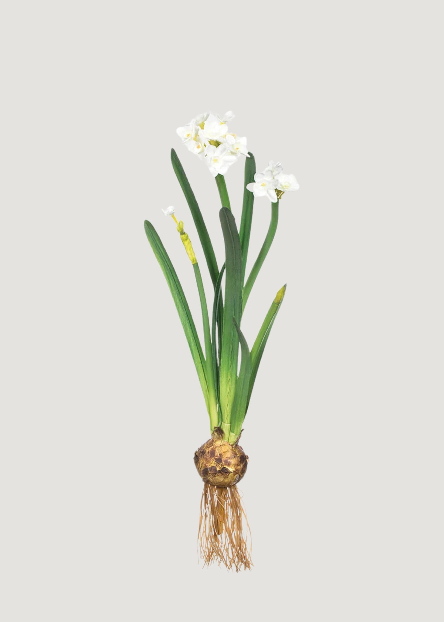 Faux Blooming Paperwhite Plant