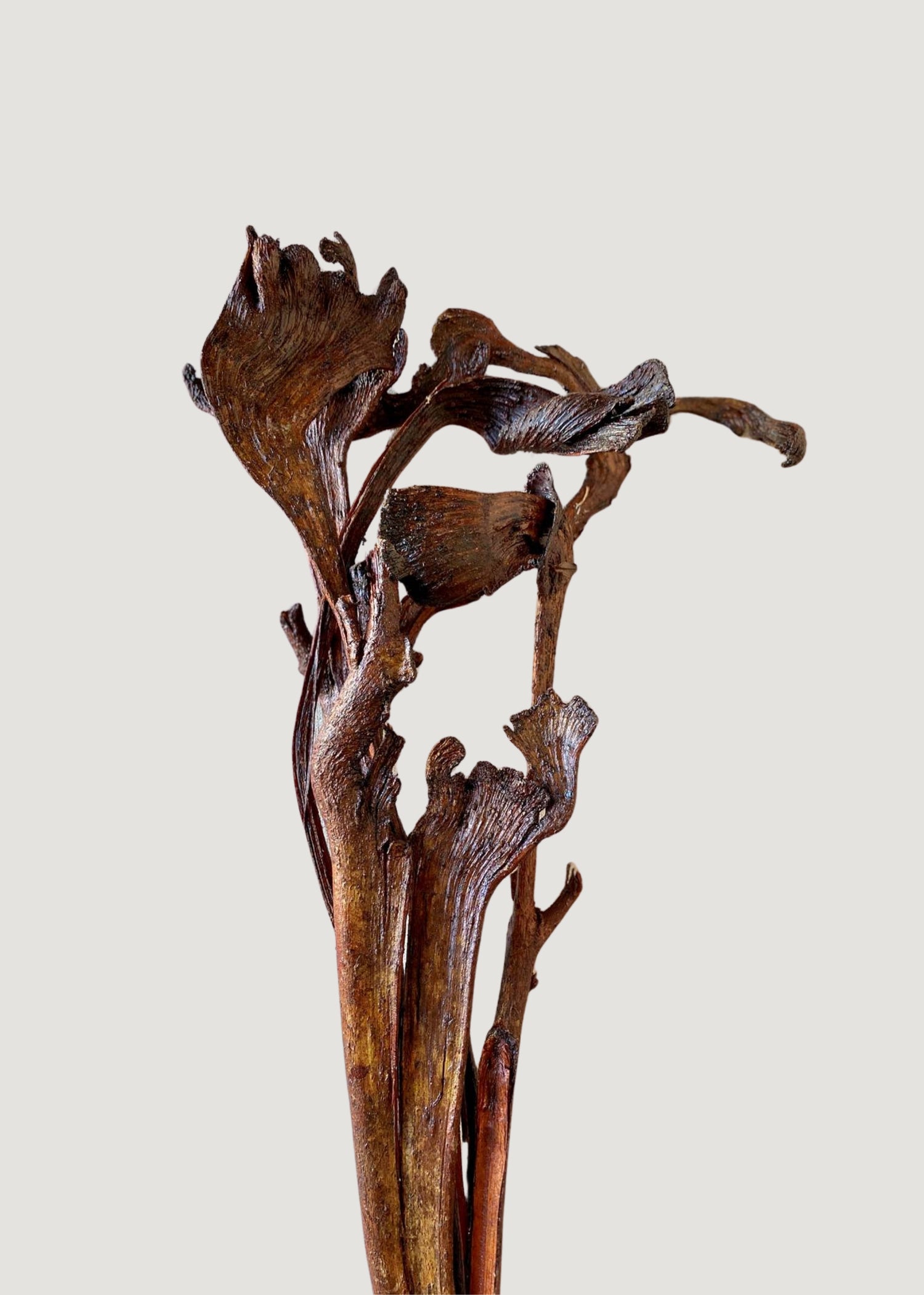 Varnished Natural Natraj Twisted Branches