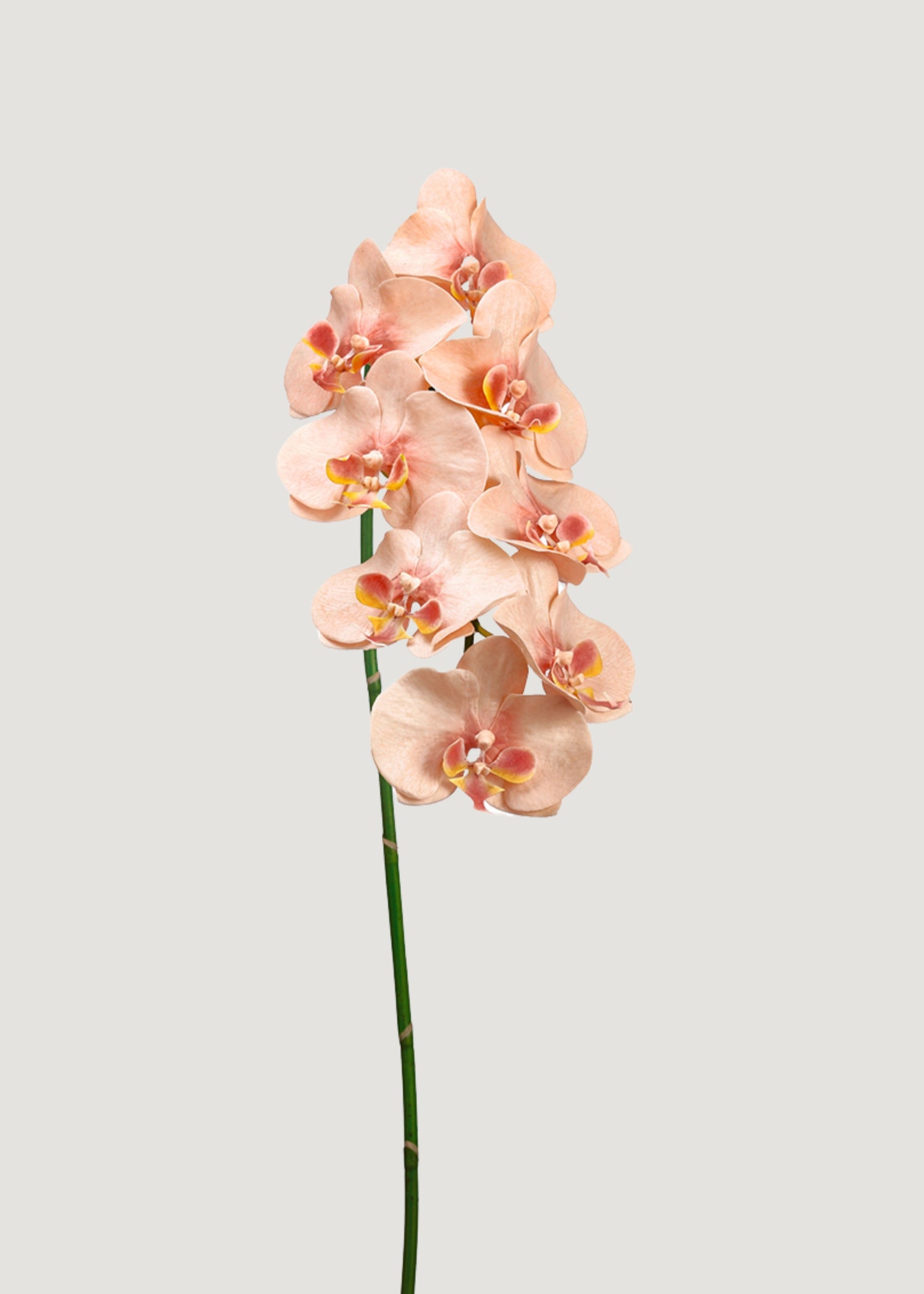 Faux Blooming Phalaenopsis Orchids in Peach Pink