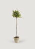 Faux Thyme Herb Topiary Potted Plant