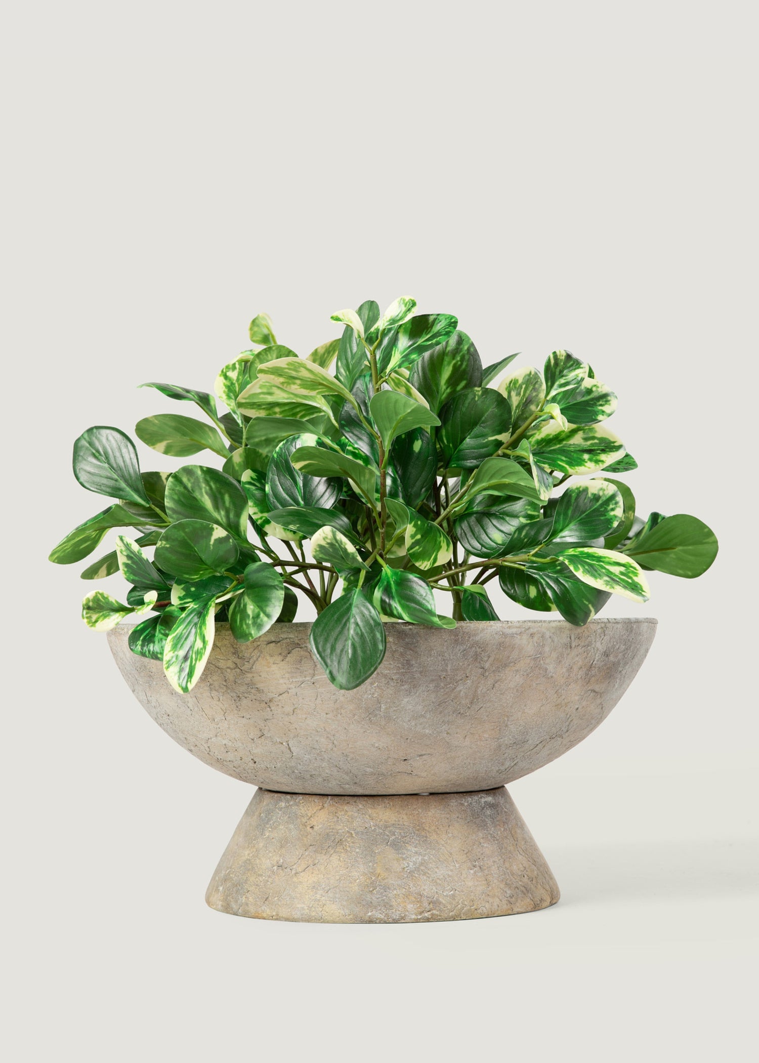 Faux Variegated  Peperomia Plant in Cement Planter