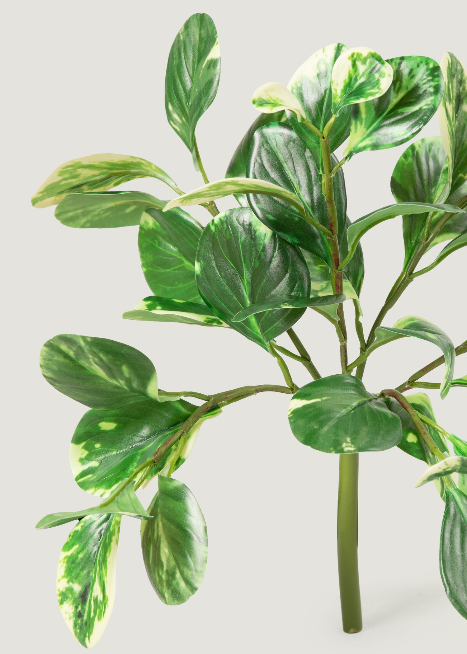 Artificial Variegated Peperomia Plant Leaves