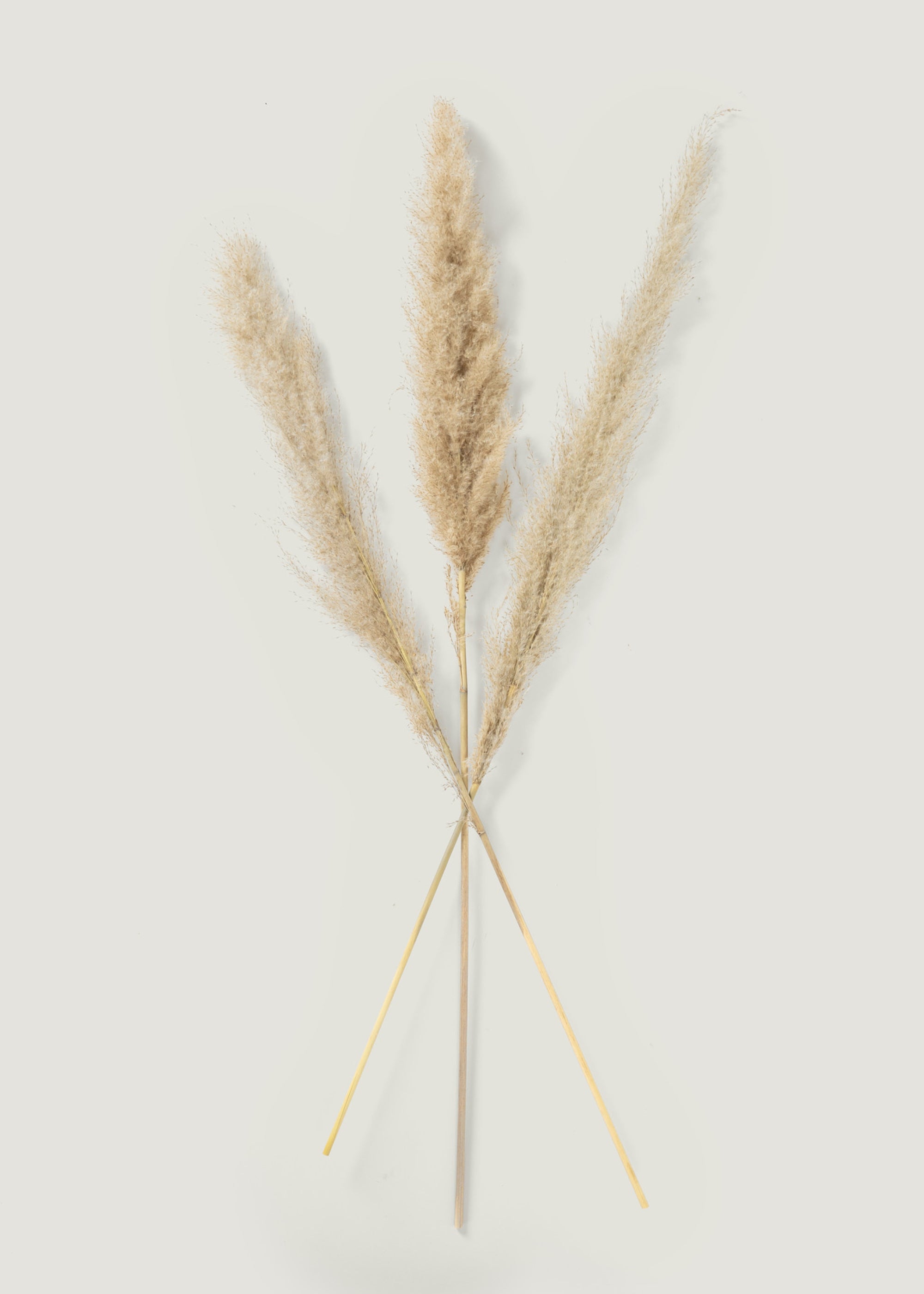 Bundle of 3 Natural Dried Feather Pampas Grass Stems