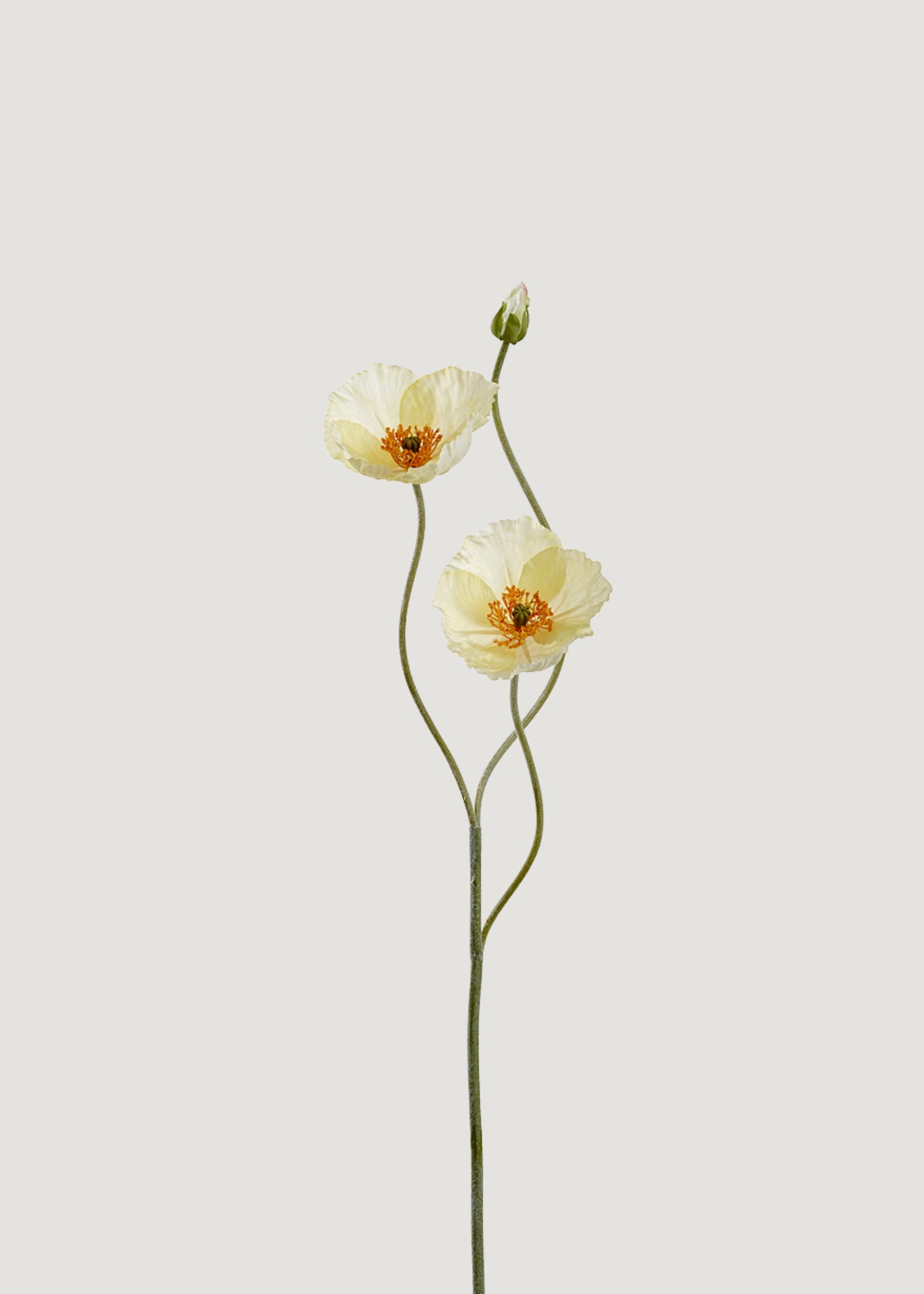 White Poppy Flowers