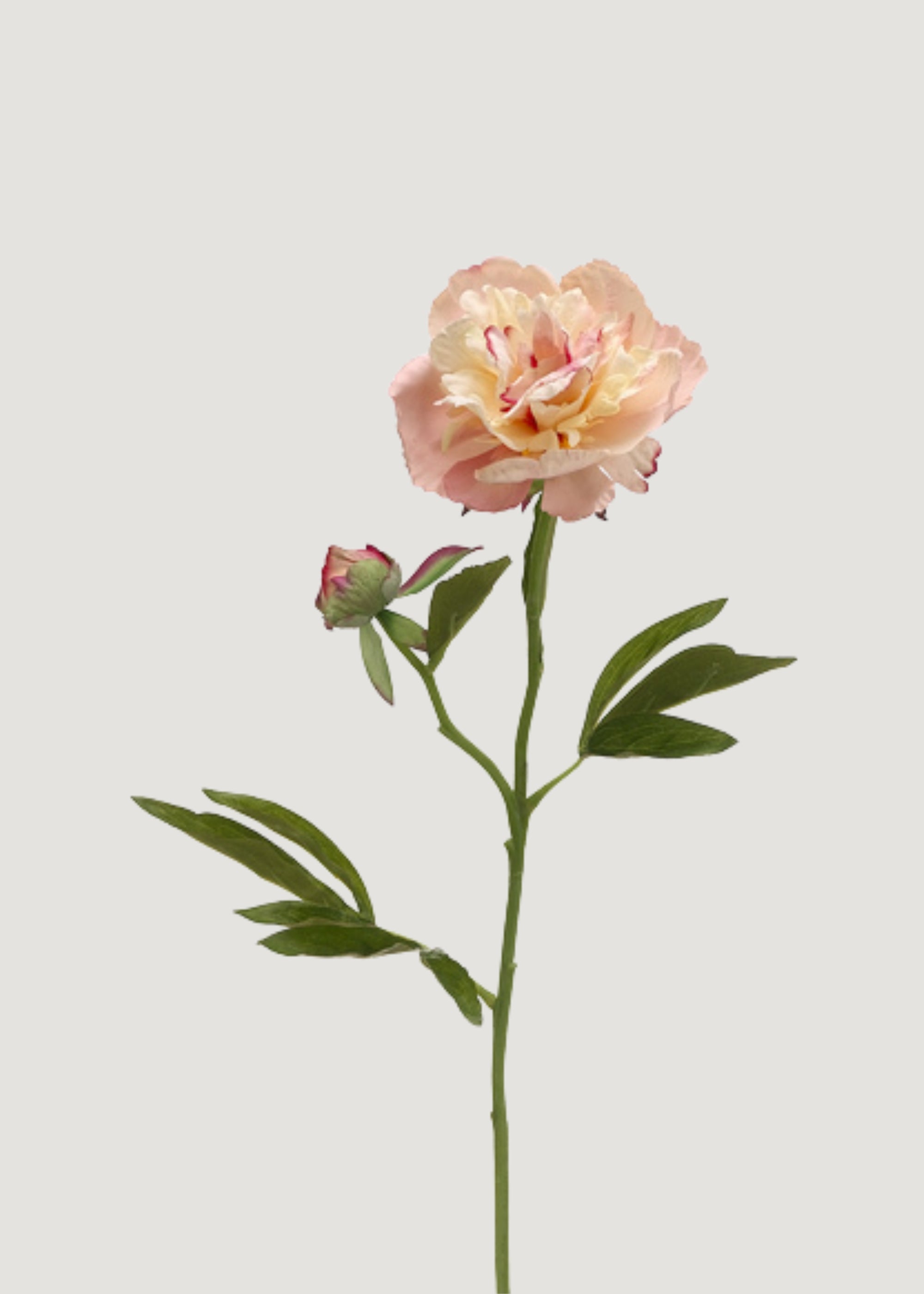 Soft Apricot Pink Peony