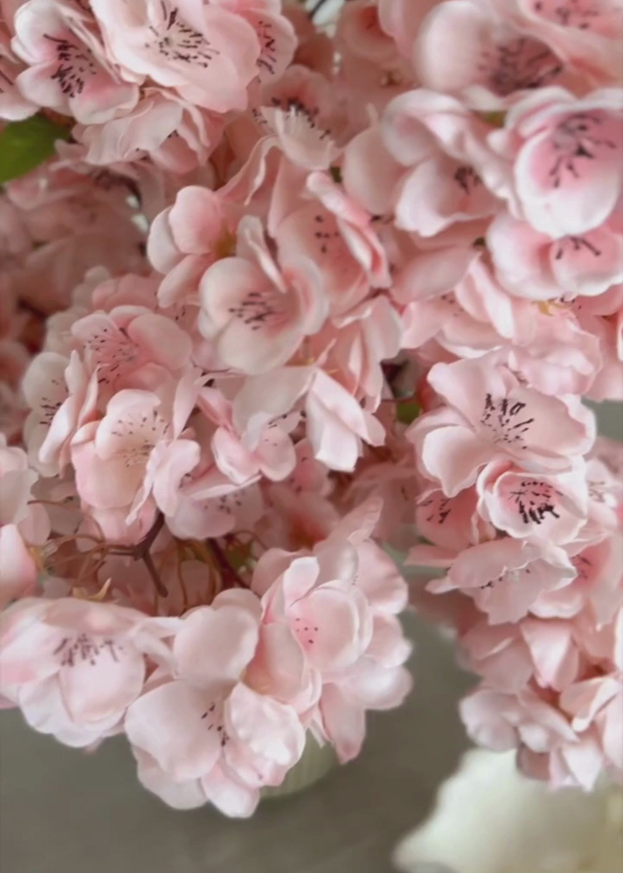 Video of Pink Cherry Blossoms
