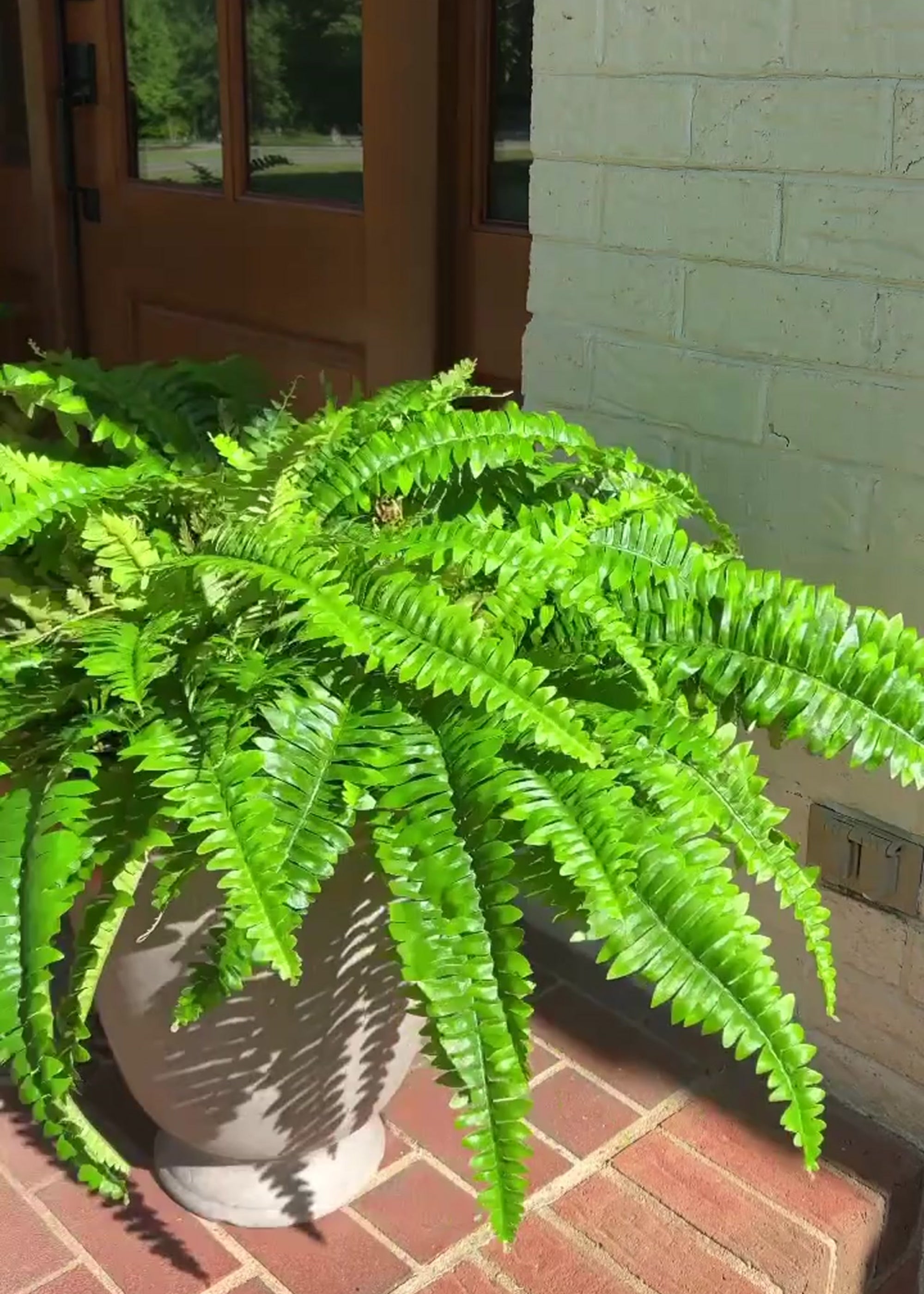Artificial Ferns Covered Outdoor Porch