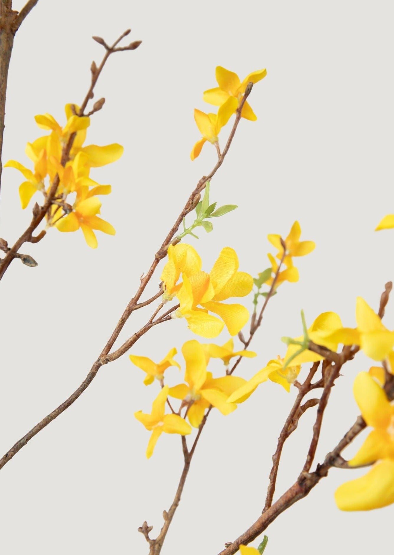 Yellow forsythia deals