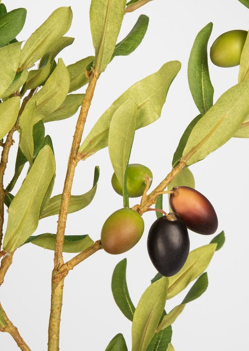 real olive tree branch