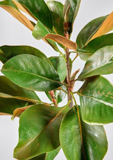 afloral Faux Green Leaves Magnolia Branch Closeup